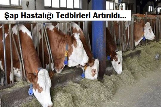 Şab Hastalığı Tedbirleri
